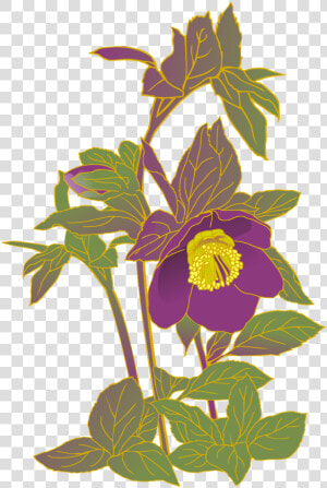 Christmas Rose Hellebore Purple Flowers Free Photo  HD Png Download