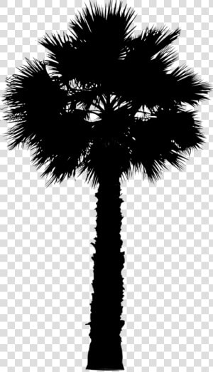 Asian Palmyra Palm Date Palm Leaf Palm Trees Silhouette   Png Palmetto Tree  Transparent Png