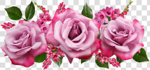 Flores  Fragante  Perfume  Rosas  Ixias  Acuerdo   Imagem De Flores Rosa Png  Transparent Png