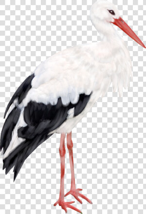 Stork Png   Журавль Рисунок Пнг  Transparent Png