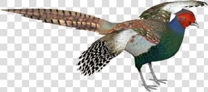 Thumb Image   Green Pheasant Bird Png  Transparent Png