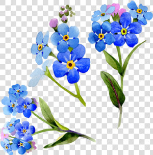 Wildflower Vector Watercolor   Myosotis Watercolors  HD Png Download