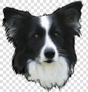 Transparent Border Collie Png   Border Collie  Png Download