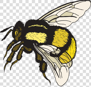 Cartoon Bumble Bee Clip Art Clipart   Bumble Bee Clip Art  HD Png Download