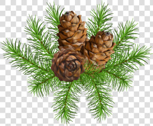 Conifer Cone Clip Art  HD Png Download