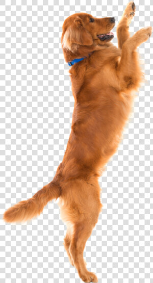 Golden Retrievers Jumping Up  HD Png Download