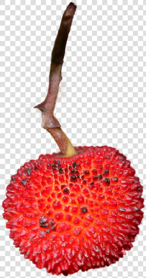 Strawberry  Isolated  Png  Fruit  Eat  Nature  Close  Transparent Png