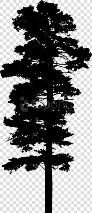 Pine Trees Silhouette Png   Pine Trees Free Silhouette  Transparent Png