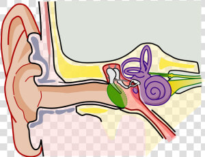 Anatomy Of The Human Ear Blank   Ear Anatomy  HD Png Download