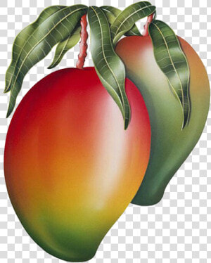 Mango Png Image  amp  Mango Clipart   Mango Painting  Transparent Png