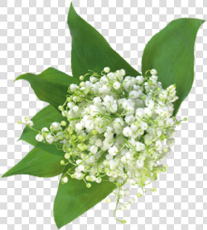 Baby Breath Flower Png   Baby  39 s Breath Flower Clipart  Transparent Png