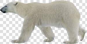 Polar Bear Png Photo   Polar Bear Png  Transparent Png