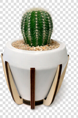 San Pedro Cactus  HD Png Download