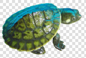 Turtle  Png V   Small Turtle Png  Transparent Png