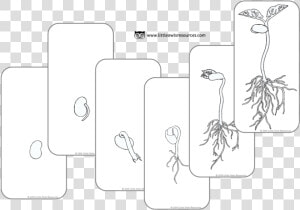 Bean Grow Cards Colouring Cover   Illustration  HD Png Download