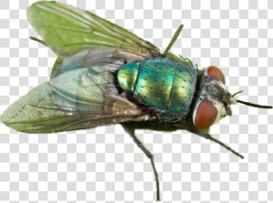 Transparent Mosca Png   Lucilia Sericata  Png Download