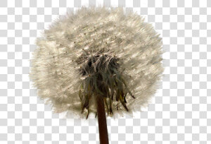 Transparent Dandelion Clipart Png   Dandelion  Png Download