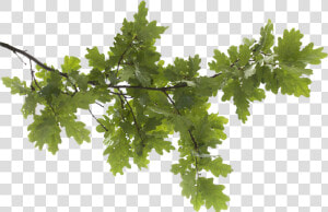 Oak Tree Image Royalty Free Png   Tree Branch Transparent Background  Png Download