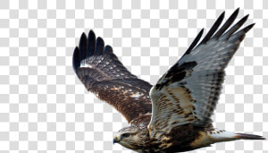 Hawk Png Image   Hawk With No Background  Transparent Png