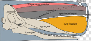 Transparent Sperm Whale Png   Sperm Whale Head Anatomy  Png Download