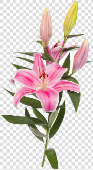 Easter Lily Lilium Stargazer   Tiger Lily Flower Png Transparent  Png Download