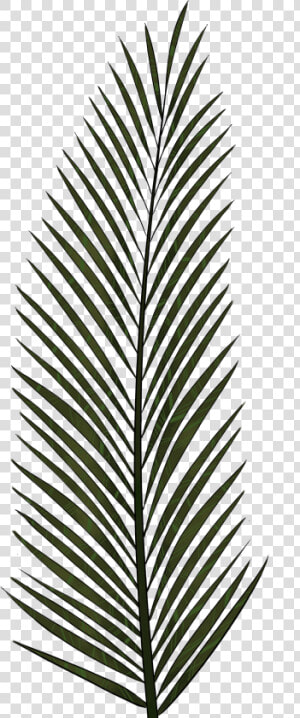 Cliparts For Free Download Palm Clipart Fern And Use   Palm Tree Leaves Icon  HD Png Download