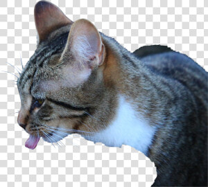 Katten Drinken  HD Png Download