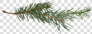 Pine Branch Transparent Png   Pine Tree Branch Png  Png Download