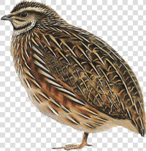 Quail Png  Transparent Png