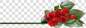 Clipart Rose Png Best   Valentines Day Rose Png  Transparent Png