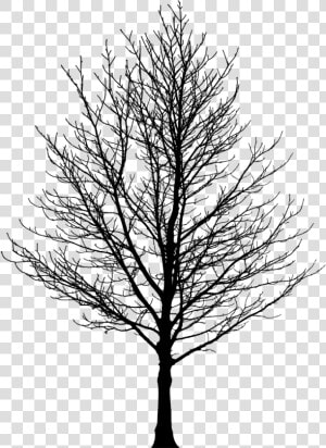 Barren Tree Silhouette   Silhouette Of Trees Png  Transparent Png