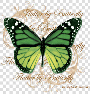 Butterflies  amp  Dragonflies Tagged Butterfly   Png Butterfly  Transparent Png