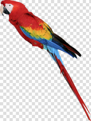 Parrot Png  Vijay Mahar Parrot Png   Transparent Background Parrot Clipart  Png Download