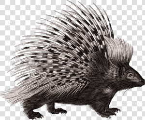 Crested Porcupine Rodent Zoological Lectures Delivered   Porcupine Illustration  HD Png Download