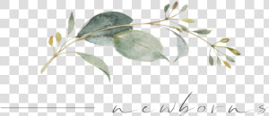 Newborns Png   Calligraphy  Transparent Png