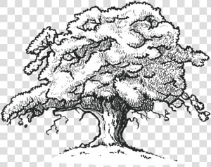 The Old Oak Tree Edenbray   Red Oak Tree Drawing  HD Png Download