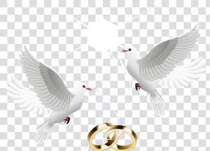 Ring Vector Marriage Wedding Download Hd Png Clipart   Transparent Wedding Dove Png  Png Download