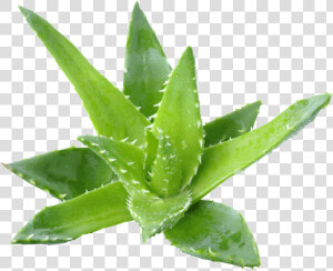 Aloe Vera Benefits   Transparent Background Aloe Vera Png  Png Download