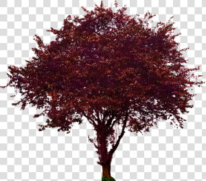 Purple Leaf Plum   Maroon Maple Png  Transparent Png