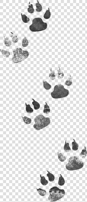 Footprints Dog Cat Png Image High Quality Clipart   Animal Tracks Clip Art  Transparent Png