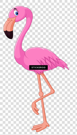 Flamingo Transparent Cartoon   Transparent Background Flamingo Clipart  HD Png Download