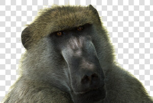 Drill   Baboon Png  Transparent Png