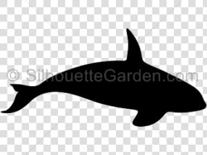 Transparent Whale Silhouette Png   Killer Whale Silhouette  Png Download