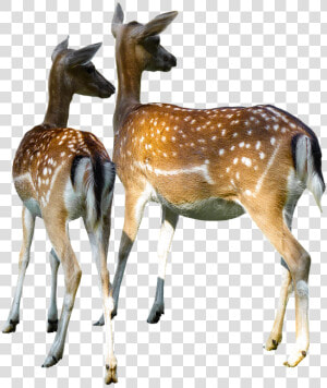 Animal World  Hirsch  Doe  Fallow Deer  Kitz   Deer Doe Png  Transparent Png