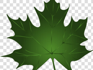 Maple Leaf Cliparts   Green Fall Leaves Clip Art  HD Png Download