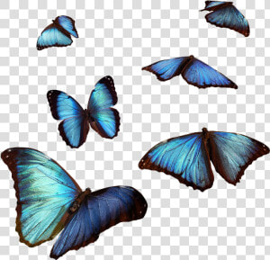  butterfly  butterflies  blue  flying  cute  fly  air   ليس لنا الا الله  HD Png Download