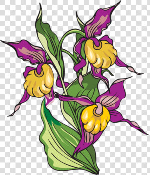 Iris Flower Clipart   Yellow Lady  39 s Slipper  HD Png Download