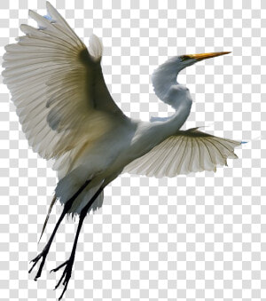 Flying Heron Transparent   Egret Png  Png Download