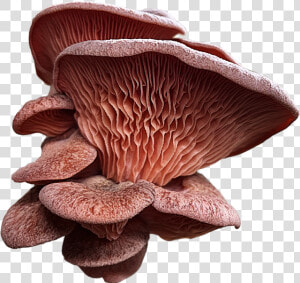 Oyster Mushroom  HD Png Download