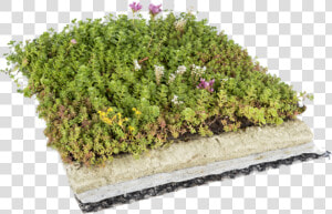 Cropped favicon   Roof Garden Grass Png  Transparent Png